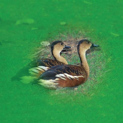 Cokin P075 Green Wide-Angle Center Spot Resin Filter