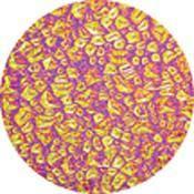 Rosco Colorwave Effects Color Glass Gobo - #33403 - Magenta Sparkllite