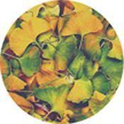 Rosco Standard Color Glass Spectrum Gobo #86635 Ginko