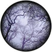 Rosco Standard Color Glass Spectrum Gobo #86712 Cloud Branches