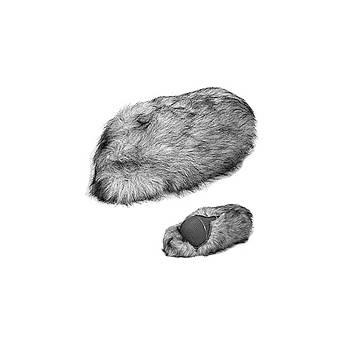 Neumann Windjammer WJ 191