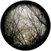 Rosco Standard Color Glass Spectrum Gobo #86702 Autumn Branches