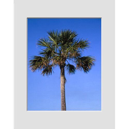 Nielsen & Bainbridge Mat - Fits Gallery and Presentation Frames, 11x14" with 8x10" Opening, White with Bevel, Centered