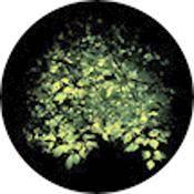 Rosco Standard Color Glass Spectrum Gobo #86705 Spring Bower