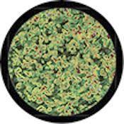 Rosco Standard Color Glass Spectrum Gobo #86735 Microscopic