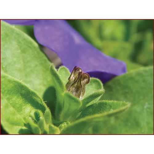 Yasuhara Nanoha Auto Extension Tube Set for Sony NEX Mount