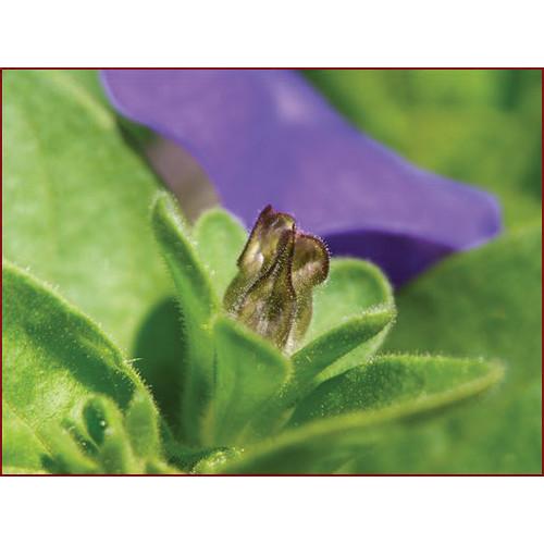 Yasuhara Nanoha Auto Extension Tube Set for Sony NEX Mount