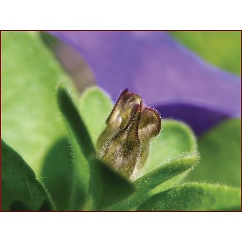 Yasuhara Nanoha Auto Extension Tube Set for Sony NEX Mount