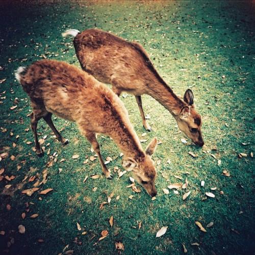 Lomography LC-A 120 Medium Format Film Camera