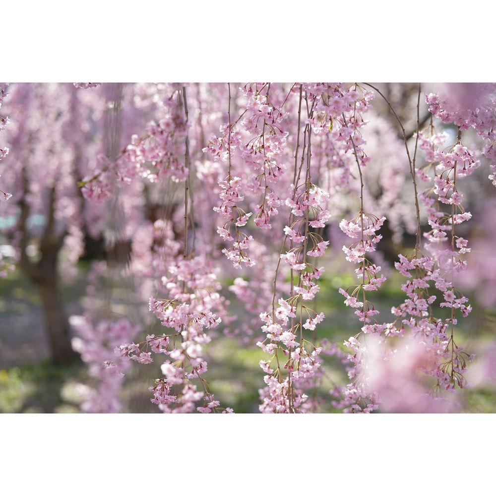 Sony Planar T* FE 50mm f 1.4 ZA Lens