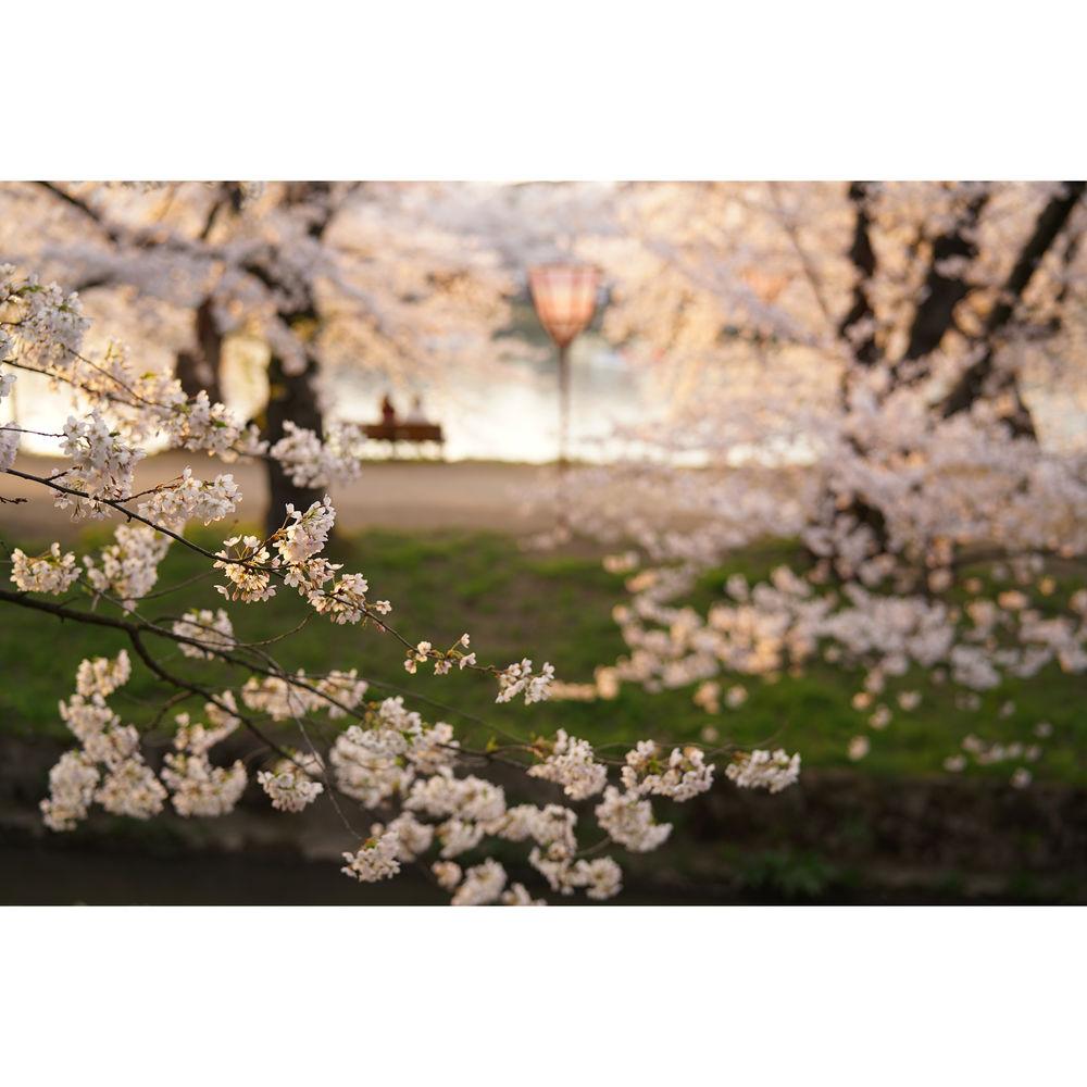 Sony Planar T* FE 50mm f 1.4 ZA Lens