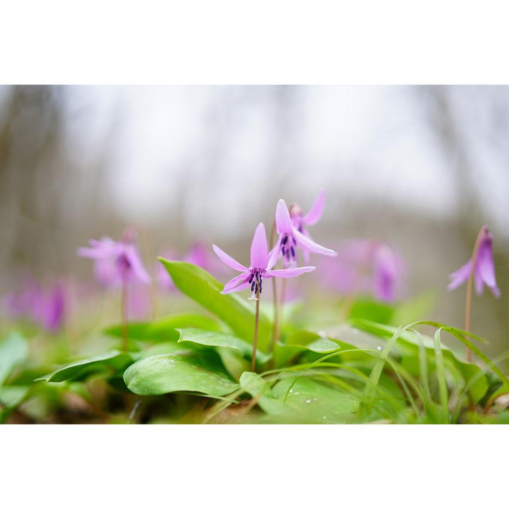 Sony Planar T* FE 50mm f 1.4 ZA Lens