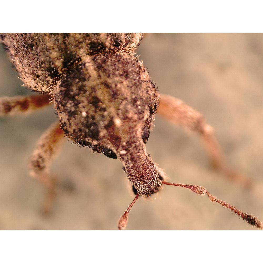 Celestron 5.0MP FlipView LCD Digital Handheld Microscope