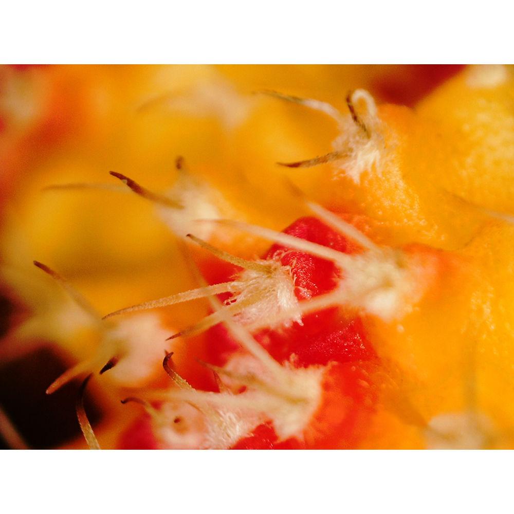 Celestron 5.0MP FlipView LCD Digital Handheld Microscope