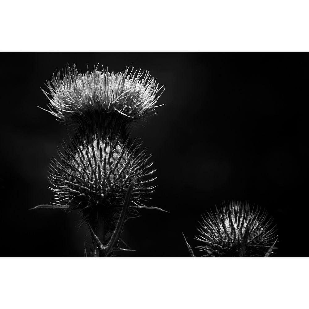 Savage Dual Arm LED Light