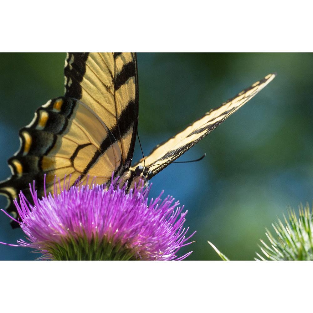 Savage Dual Arm LED Light