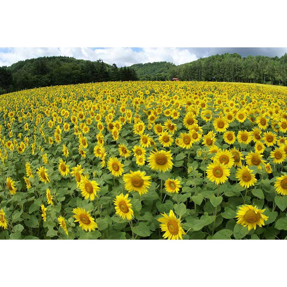 Sony 16mm f 2.8 Fisheye Lens