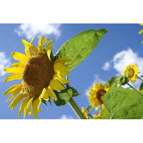 Sony 20mm f 2.8 Lens