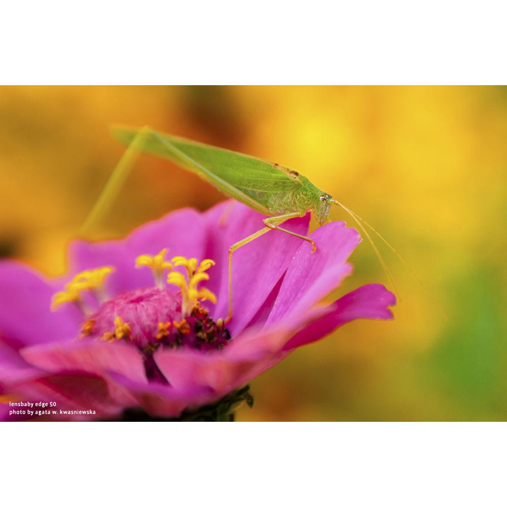 Lensbaby Composer Pro II Optic Swap Kit for Sony E