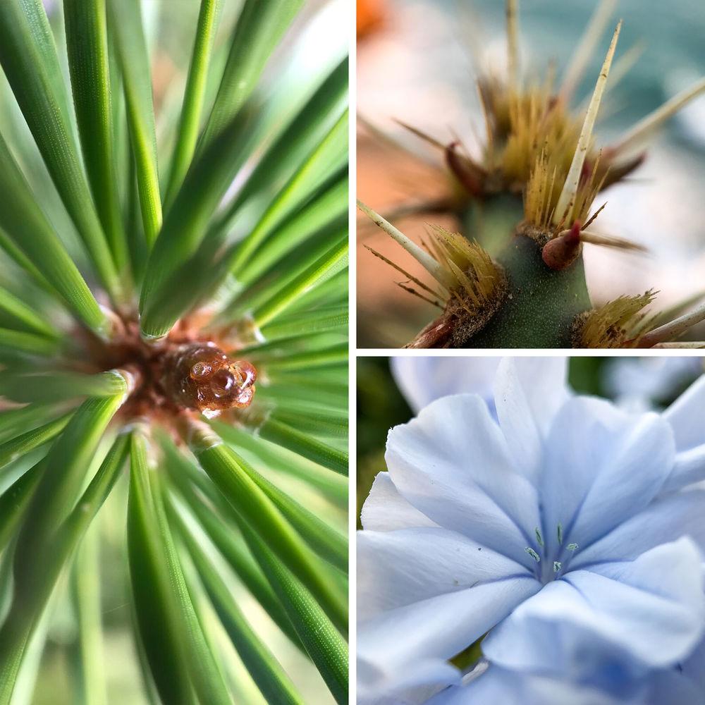 SANDMARC Macro Lens for iPhone 8 Plus 7 Plus