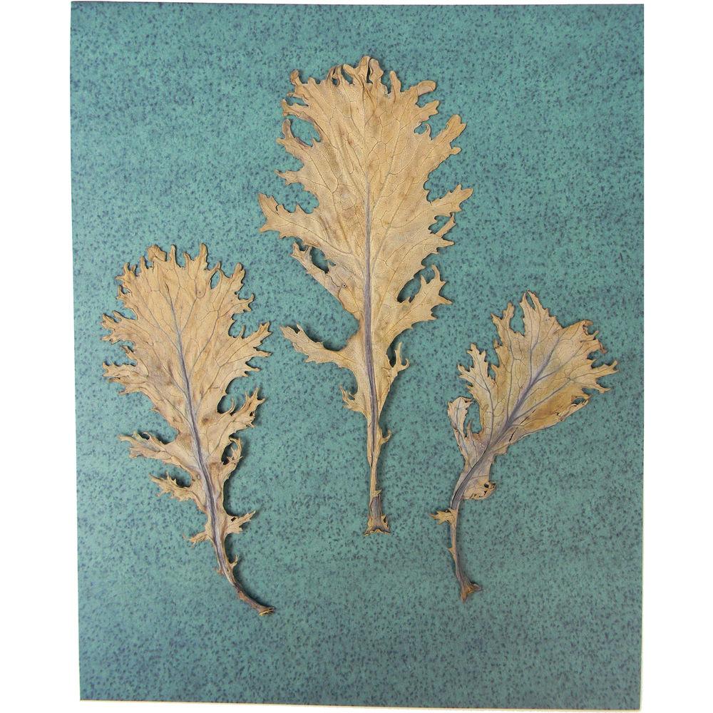 Cyanotype Store Cyanotype Paper