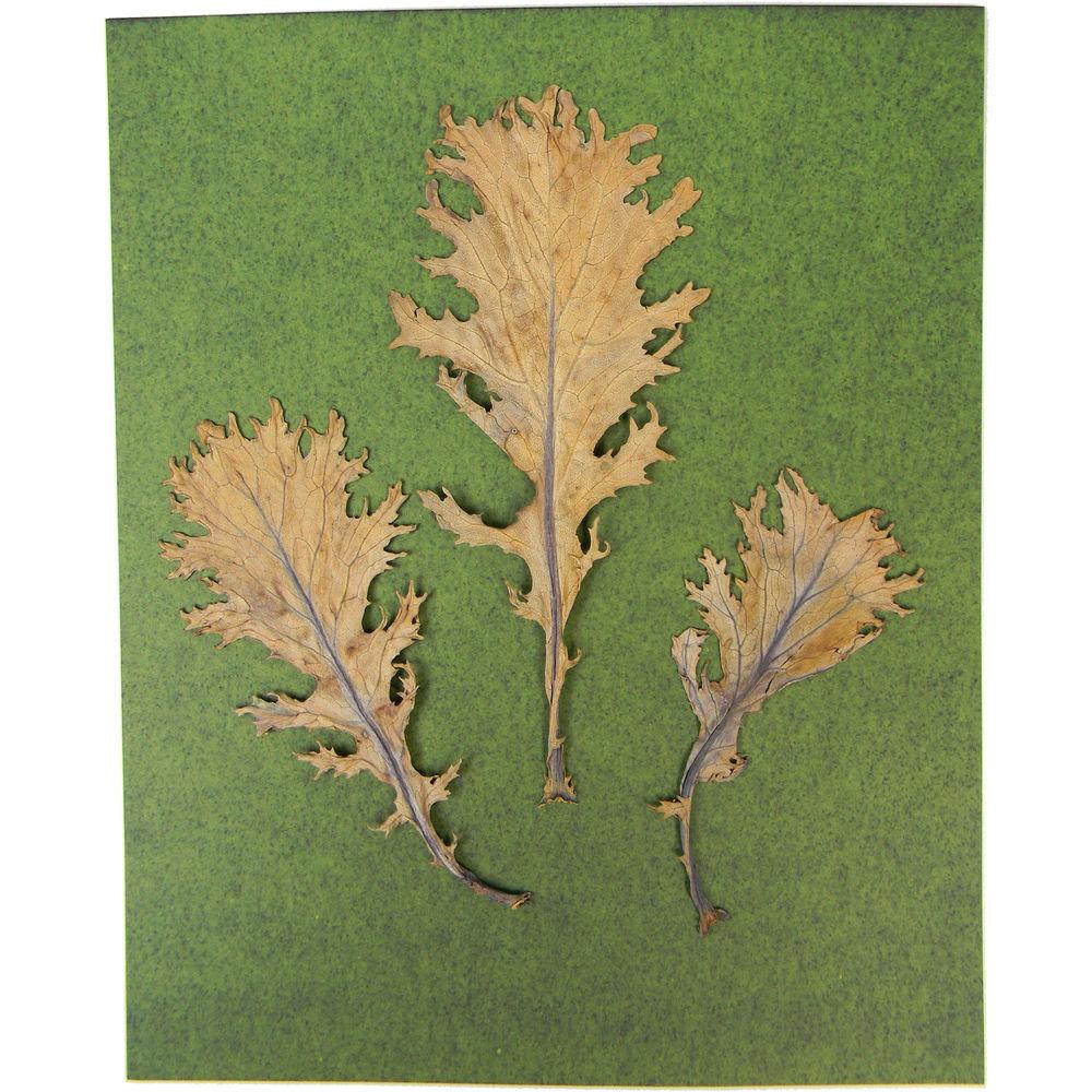 Cyanotype Store Cyanotype Paper