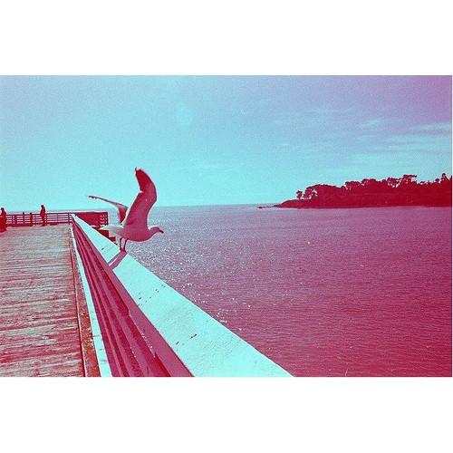 REVOLOG 600nm 200 Color Negative Film