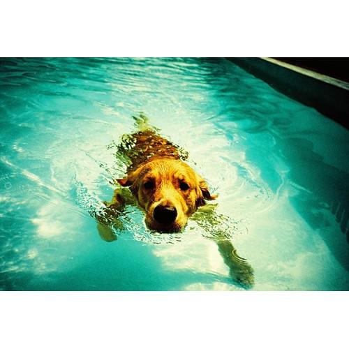 Lomography LC-A 35mm Film Camera