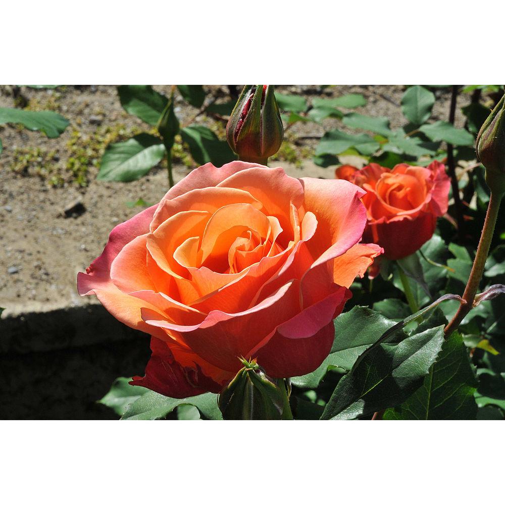 Nisha Macro Lens 55mm