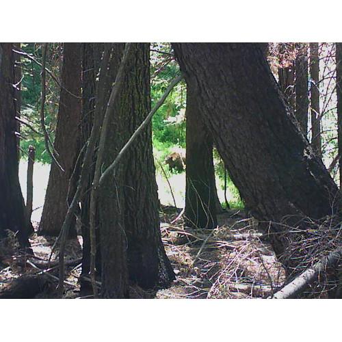 Bering Optics Night Stealth 2-4x15 Digital Night Vision Camcorder