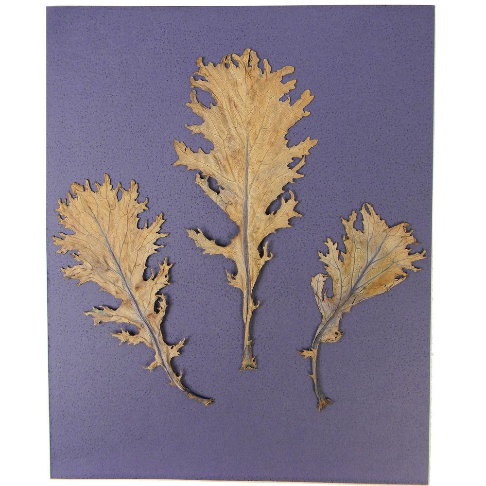 Cyanotype Store Cyanotype Paper