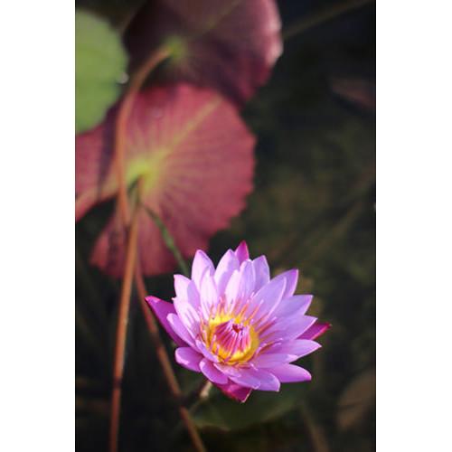 7artisans Photoelectric 35mm f 1.2 Lens for Canon EF-M