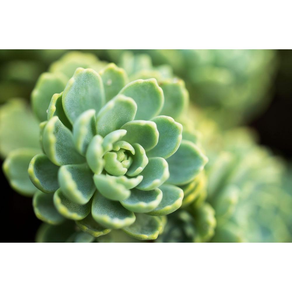 Leica APO-Macro-Elmarit-TL 60mm f 2.8 ASPH. Lens