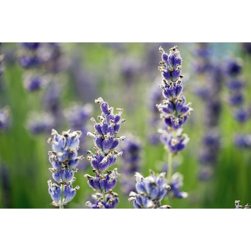 Leica APO-Macro-Elmarit-TL 60mm f 2.8 ASPH. Lens