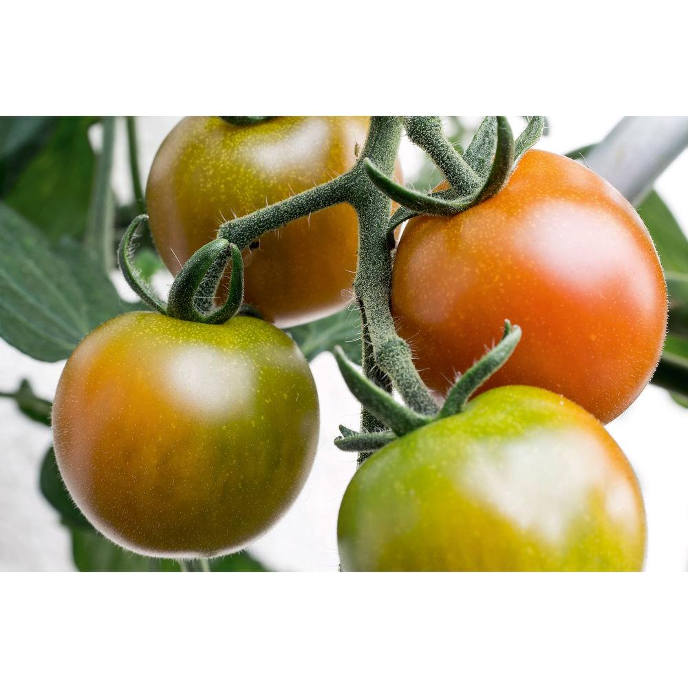 Leica APO-Macro-Elmarit-TL 60mm f 2.8 ASPH. Lens