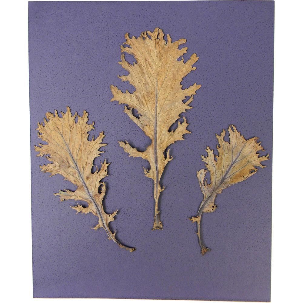 Cyanotype Store Cyanotype Paper