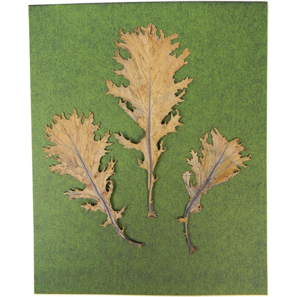 Cyanotype Store Cyanotype Paper