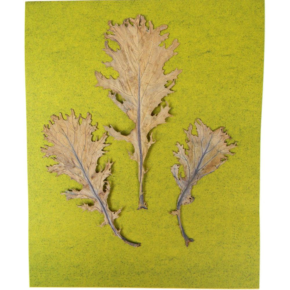 Cyanotype Store Cyanotype Paper