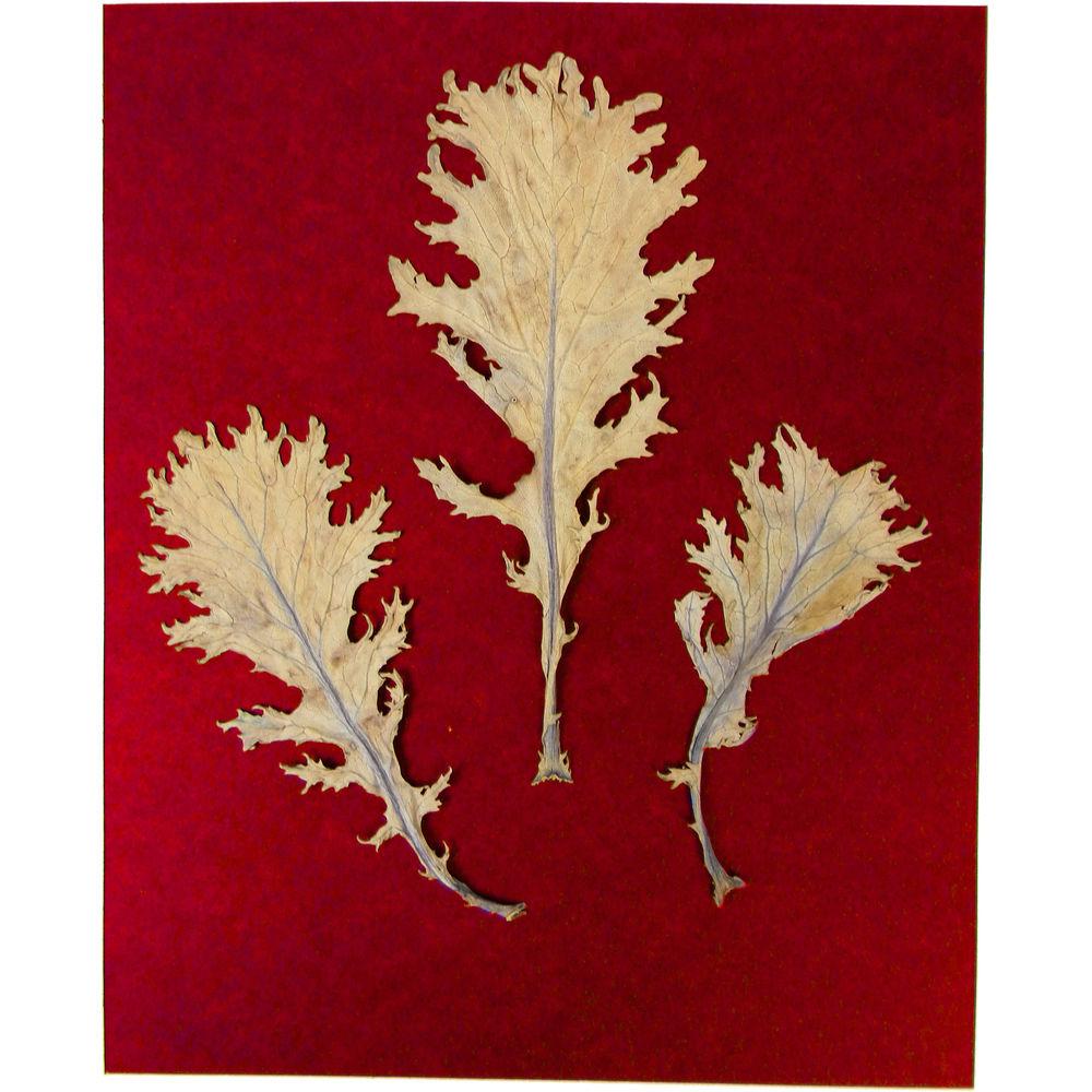 Cyanotype Store Cyanotype Paper