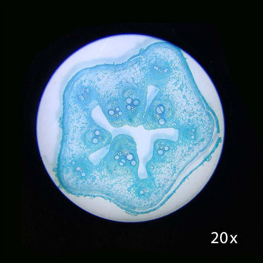 Barska AY13116 Student Stereo Microscope