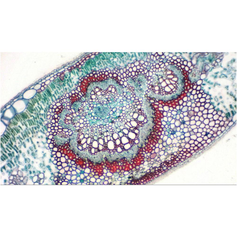 BRESSER MikrOkular Full HD Eyepiece USB Camera