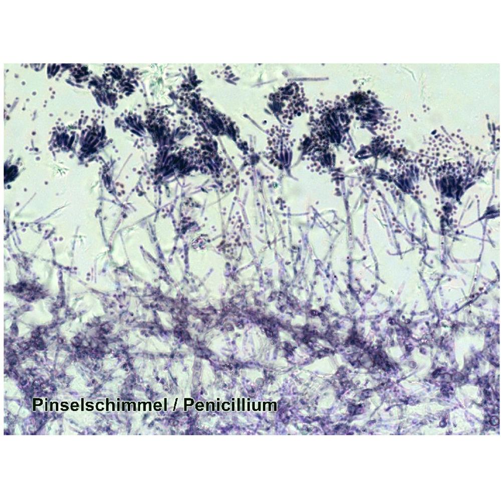 BRESSER Prepared Slides Set