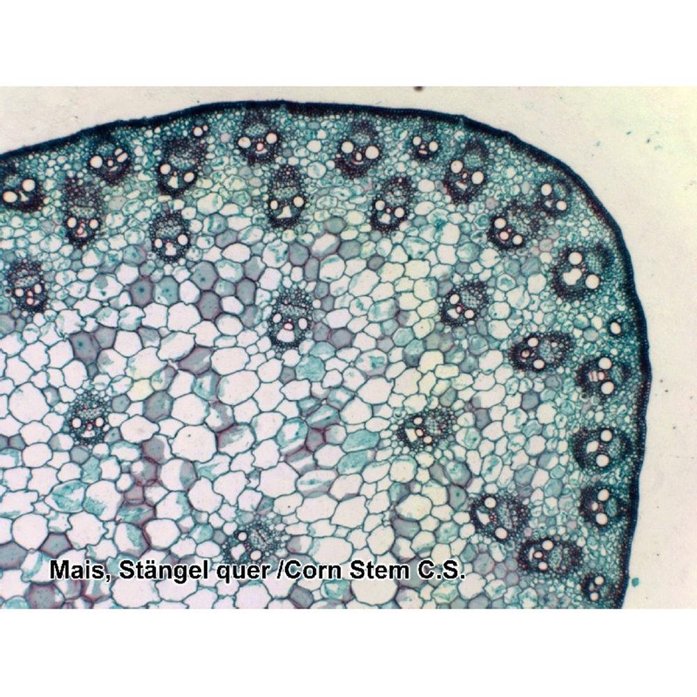 BRESSER Prepared Slides Set