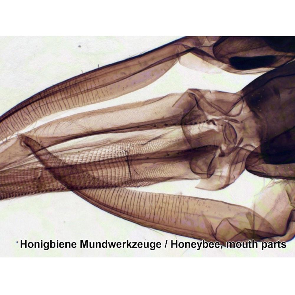 BRESSER Prepared Slides Set