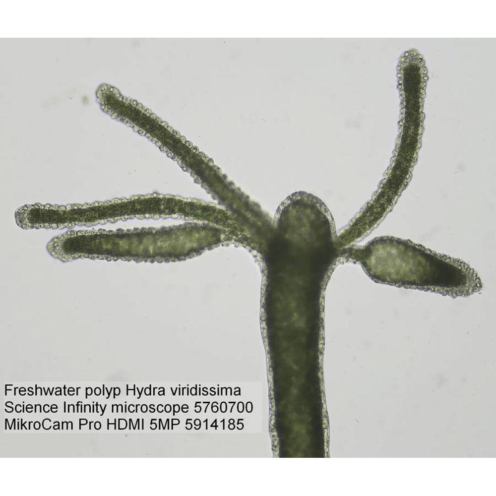 BRESSER Science Infinity Microscope