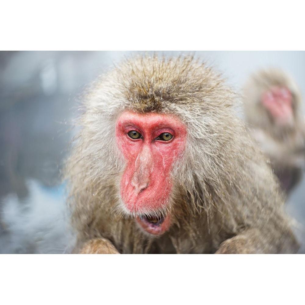 Lomography Petzval 58mm f 1.9 Bokeh Control Art Lens for Nikon F