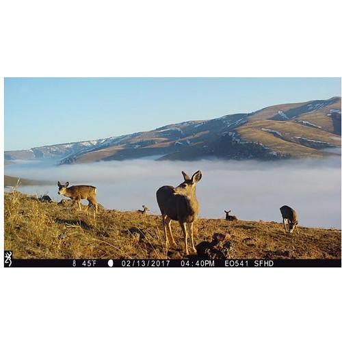 Browning Strike Force Pro XD Trail Camera