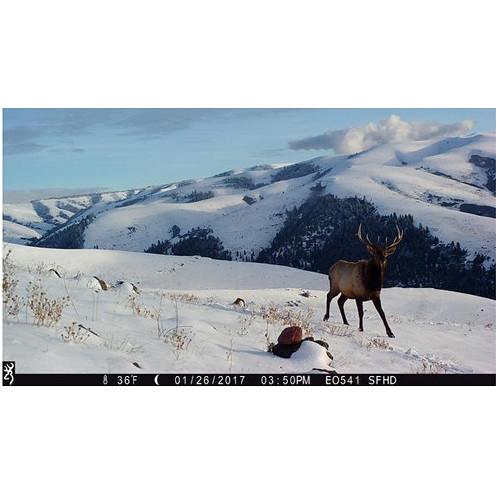 Browning Strike Force Pro XD Trail Camera