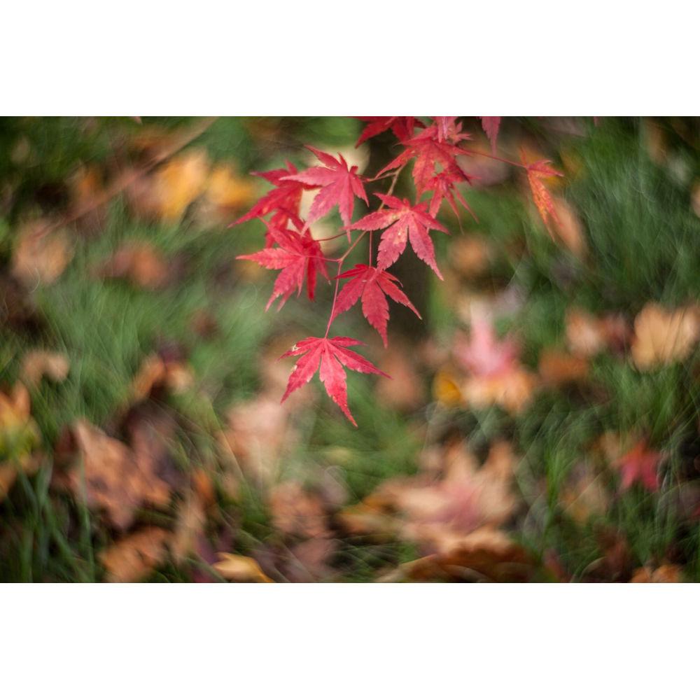 Lomography Petzval 85mm f 2.2 Lens for Canon EF