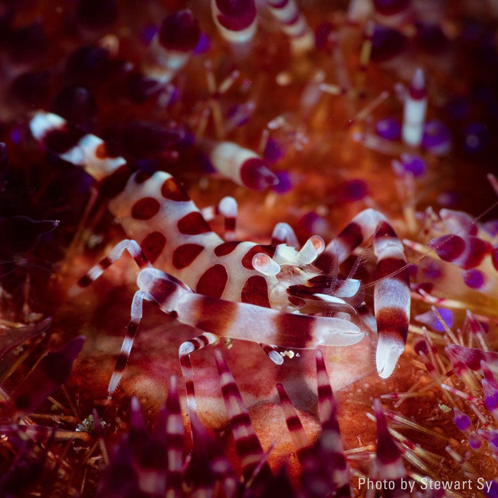 ULTRAMAX Fiber-Optic Ring Flash Head Kit for Select Strobes and Fantasea FRX100 Housings